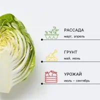Семена Капуста брокколи &laquo;Лорд&raquo;, F1, 20 шт., &laquo;Поиск&raquo;