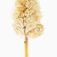 Сухоцвет Папоротник МИКС, 10 шт в упаковке