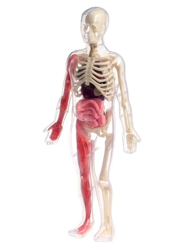 Набор для опытов по анатомии &laquo;Строение тела&raquo;, светится в темноте, с мягкими органами