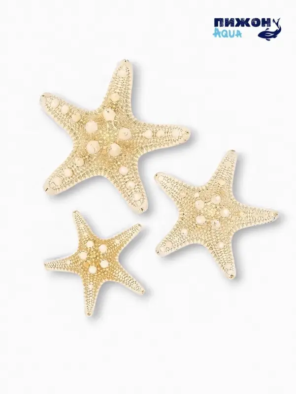 Набор из 3 морских звезд, размер 5-7 см, 7-10 см, 10-12 см, белый