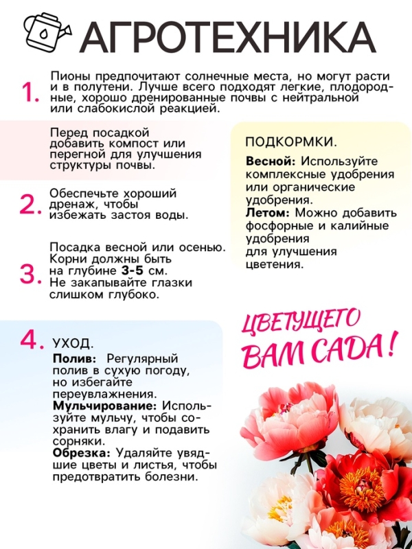 Пион Cytherea, корневище в пакете с торфогрунтом, р-р 2/3, 1 шт. Пион Cytherea, корневище в пакете с торфогрунтом, р-р 2/3, 1 шт.