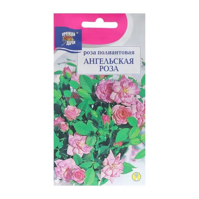 Семена цветов Роза полиантовая  Семена цветов Роза полиантовая "Ангельская", 0,03 г