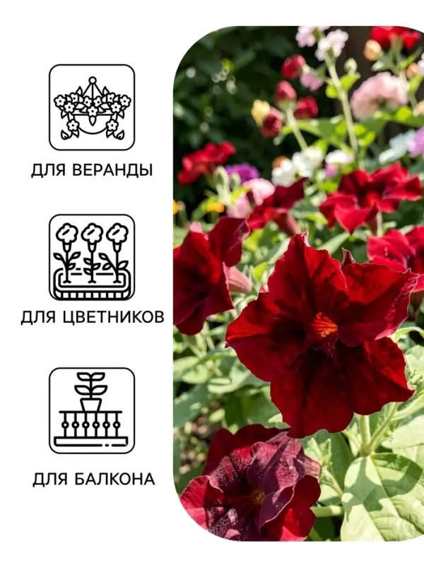 Семена цветов Петуния &laquo;Софистика Блэкберри&raquo; F1, 5 шт.