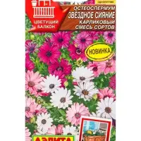 Семена цветов Остеоспермум Звездное сияние карликовый, смесь сортов  Цветущий балкон, Ц/П,10 шт. 109