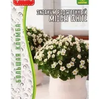 Семена Экзакум родственный Midget White, 10 шт., &laquo;Григорьев&raquo;