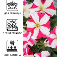 Семена цветов Петуния &laquo;Фристайл&raquo; кнайт стар, F1, 7 шт., &laquo;АЭЛИТА&raquo;