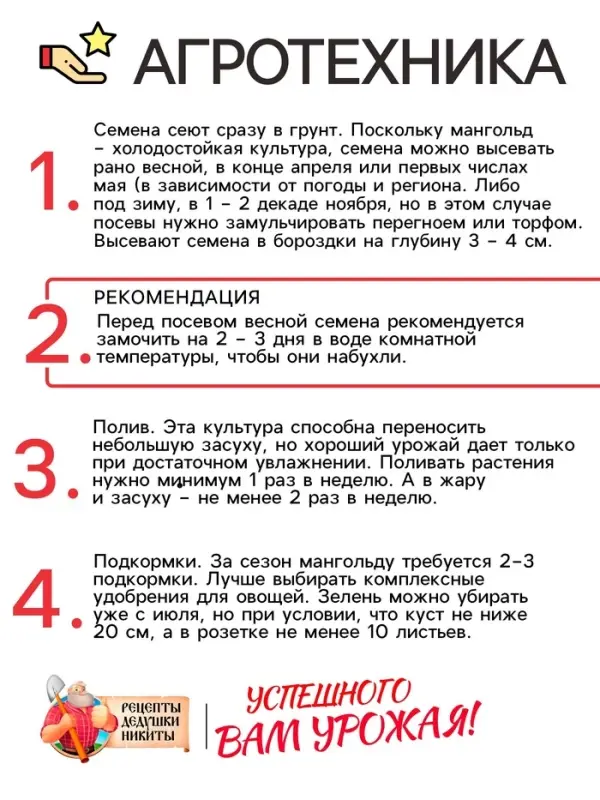 Семена Мангольд  Семена Мангольд "Павлиний хвост", смесь, 1 г