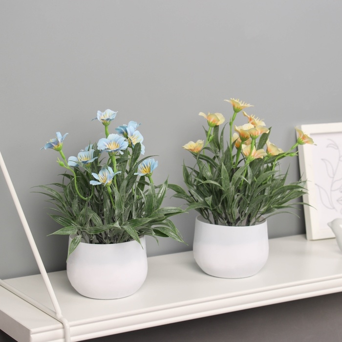 Бонсай в горшке Бонсай в горшке "Нолана бриз" 20х9 см, микс