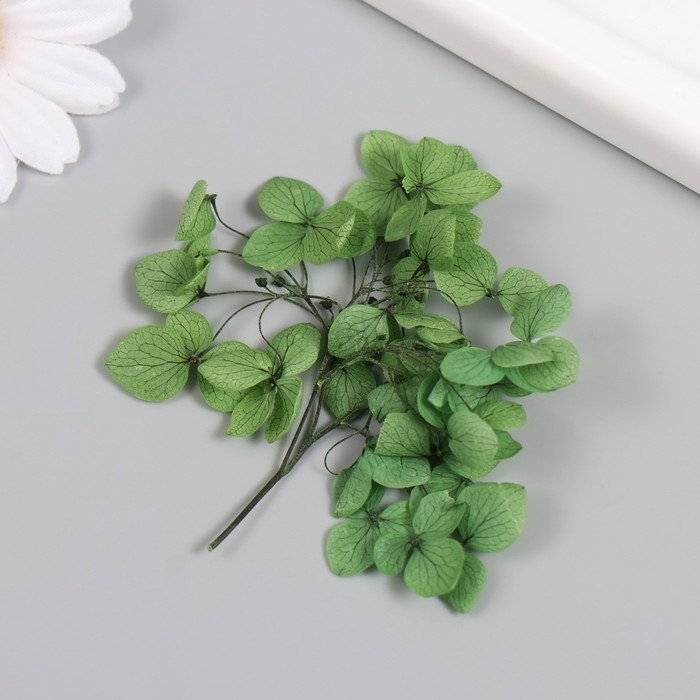 Сухоцвет Сухоцвет "Гортензия" зелёный h=6-6,5 см