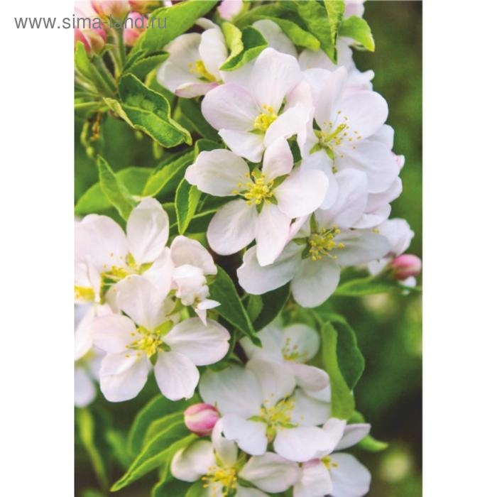 Фотообои B-015 Bellissimo Фотообои B-015 Bellissimo "Волшебная яблоня ", 4 листа 1400х2000мм