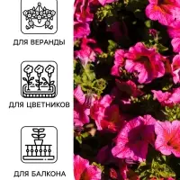 Семена цветов Петуния &laquo;Тоскана кьянти&raquo; крупноцветковая, F1, 5 шт., &laquo;АЭЛИТА&raquo;