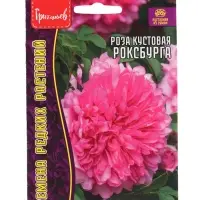Семена цветов Роза Роксбурга кустовая 10 шт.  12.29 г.