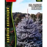 Семена Ель голубая &laquo;Кайбаб&raquo;, 15 шт., &laquo;Григорьев&raquo;