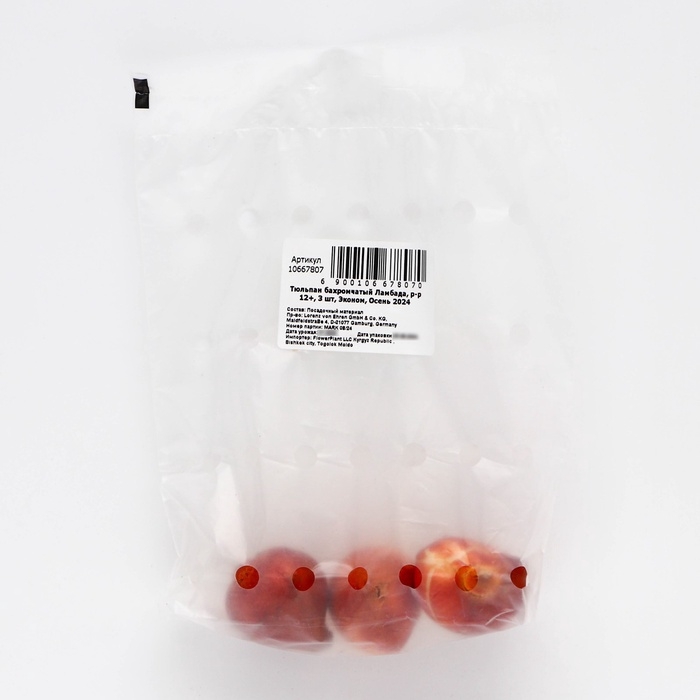 Тюльпан бахромчатый Ламбада, р-р 12+, 3 шт, Эконом, Осень 2024 Тюльпан бахромчатый Ламбада, р-р 12+, 3 шт, Эконом, Осень 2024