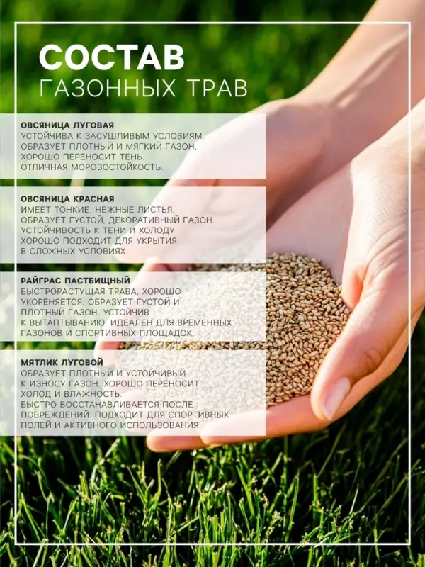 Газонная травосмесь&laquo;Красотень&raquo;, Ленивый, 0.5 кг