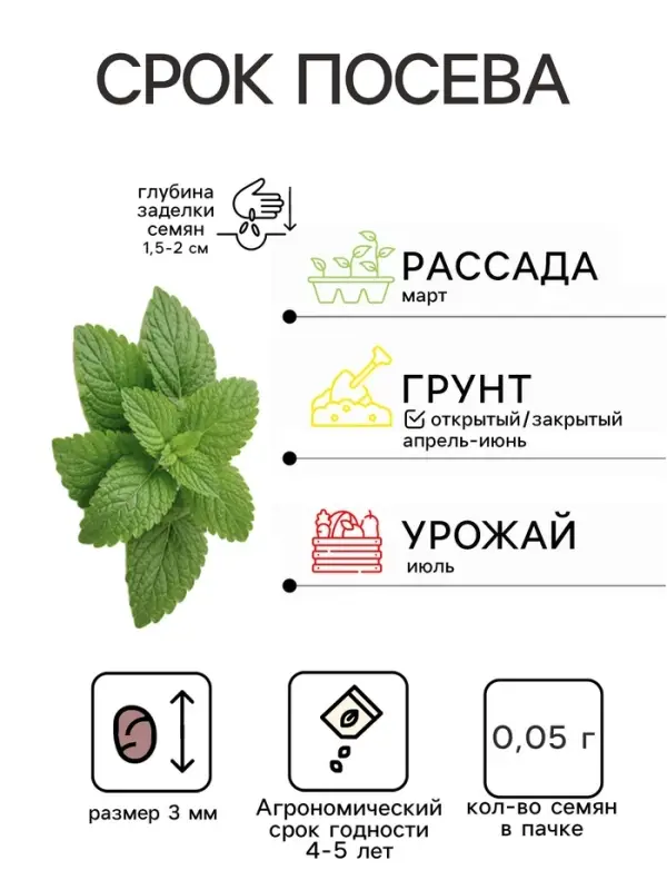 Семена Мята садовая &laquo;Ментол&raquo;, 0.05 г, &laquo;Гавриш&raquo;