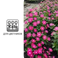 Семена цветов Катарантус ампельный &laquo;Медитерранен розовый&raquo;, 5 шт.