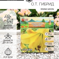 Лилия О.Т. Гибрид Rising Moon, луковица в пакете с перфорацией, р-р 12/14, 2 шт.