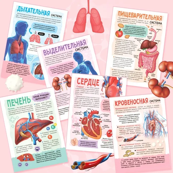 Энциклопедия с прозрачными страницами &laquo;Моё тело&raquo;, 32 стр.