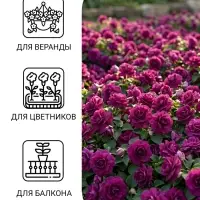 Семена цветов Бальзамин Уоллера &laquo;Искушение светло-пурпурное&raquo; F1, однолетник, 4 шт., &laquo;Гавриш&raquo;