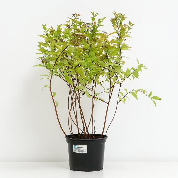 Спирея японская Файрлайт, С2 горшок, Н10-50 высота, 1 шт, Осень 2024 Спирея японская Файрлайт, С2 горшок, Н10-50 высота, 1 шт, Осень 2024