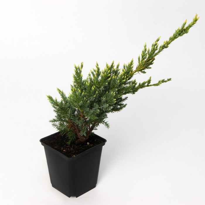 Можжевельник чешуйчатый Можжевельник чешуйчатый "Холгер", Р9, 1шт, h 3-20 см, Осень 2024