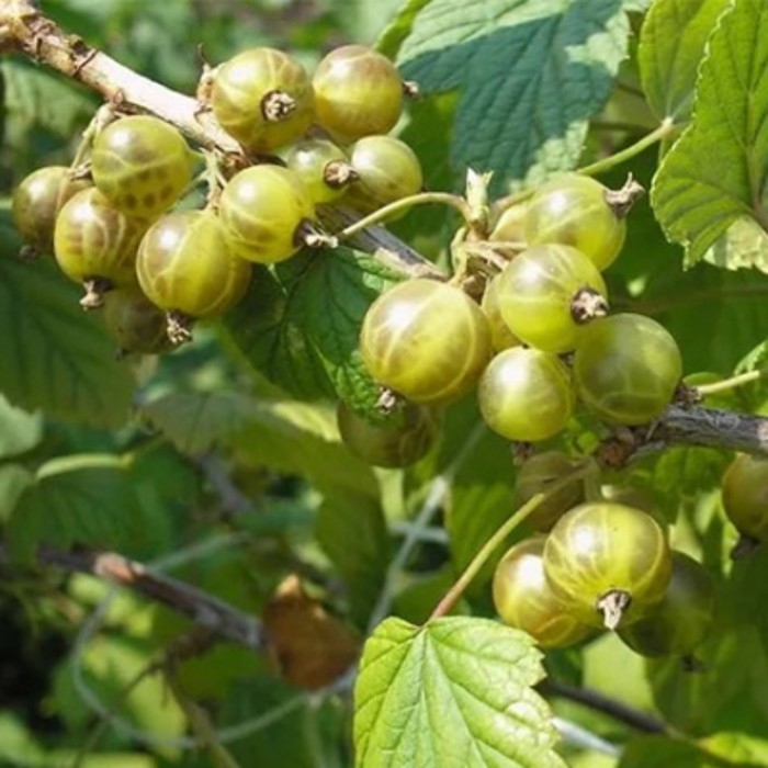 Смородина черная (зеленоплодные) «Изумрудное ожерелье», саженец, 1 шт., туба Смородина черная (зеленоплодные) «Изумрудное ожерелье», саженец, 1 шт., туба