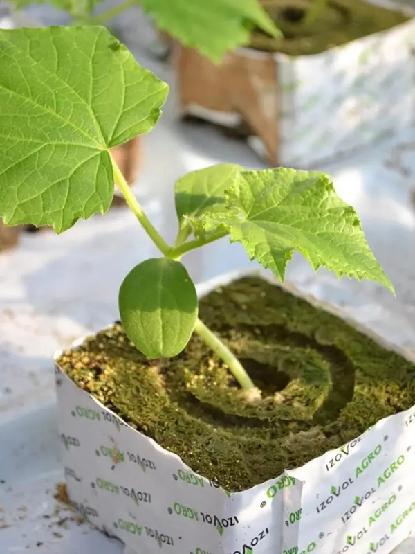 Субстрат минераловатный «Эковер», в кубе, для рассады и гидропоники, отверстие 20×15 мм, 10×10×6.5 см Субстрат минераловатный «Эковер», в кубе, для рассады и гидропоники, отверстие 20×15 мм, 10×10×6.5 см