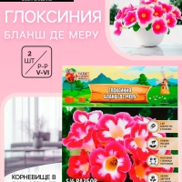 Глоксиния «Бланш де Меру», многолетник, комнатный, луковица в пакете с перфорацией, р-р 5/6, 2 шт.