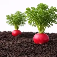 Семена Редис &laquo;Черриэт&raquo; F1, 1 г, &laquo;Престиж семена&raquo;