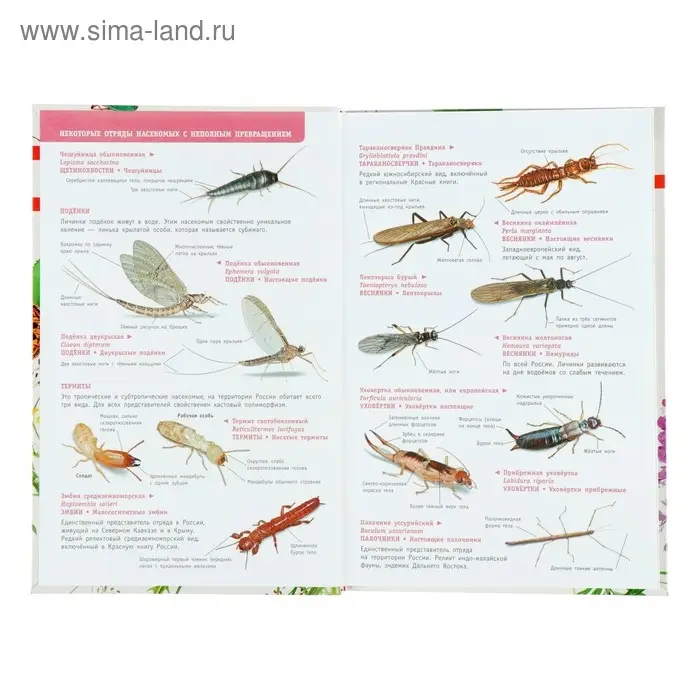 Лучший определитель. Насекомые России Лучший определитель. Насекомые России