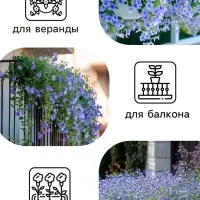 Семена цветов Лобелия &laquo;Сапфир&raquo; ампельная, однолетник, 0.05 г, &laquo;Аэлита&raquo;