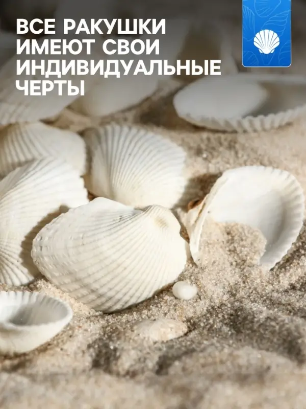 Набор ракушек, 2 - 3.5 см, 100 г