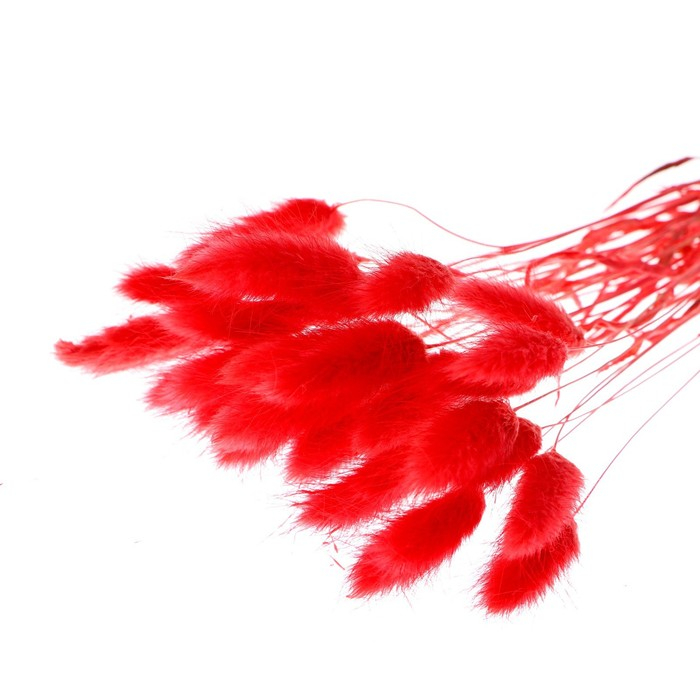 Сухоцветы «Лагурус», набор 30 шт., цвет красный Сухоцветы «Лагурус», набор 30 шт., цвет красный