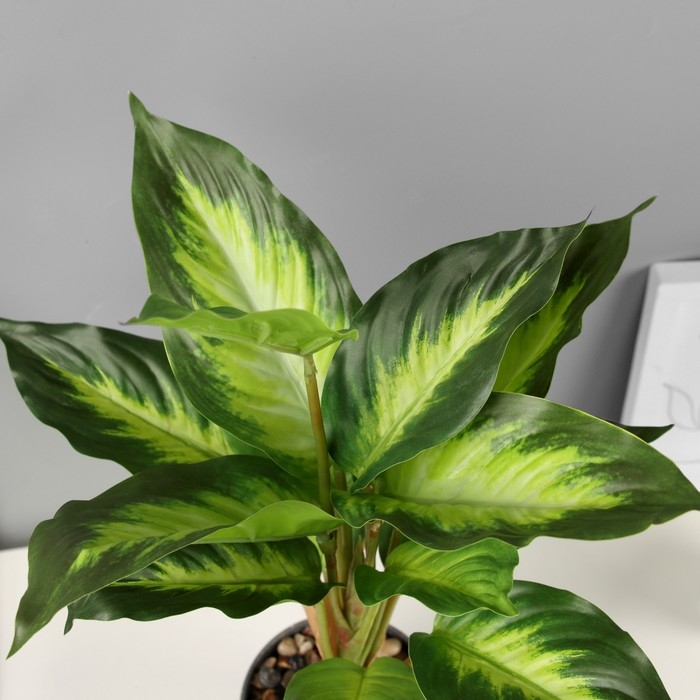 Бонсай в горшке "Диффенбахия" 9х33 см