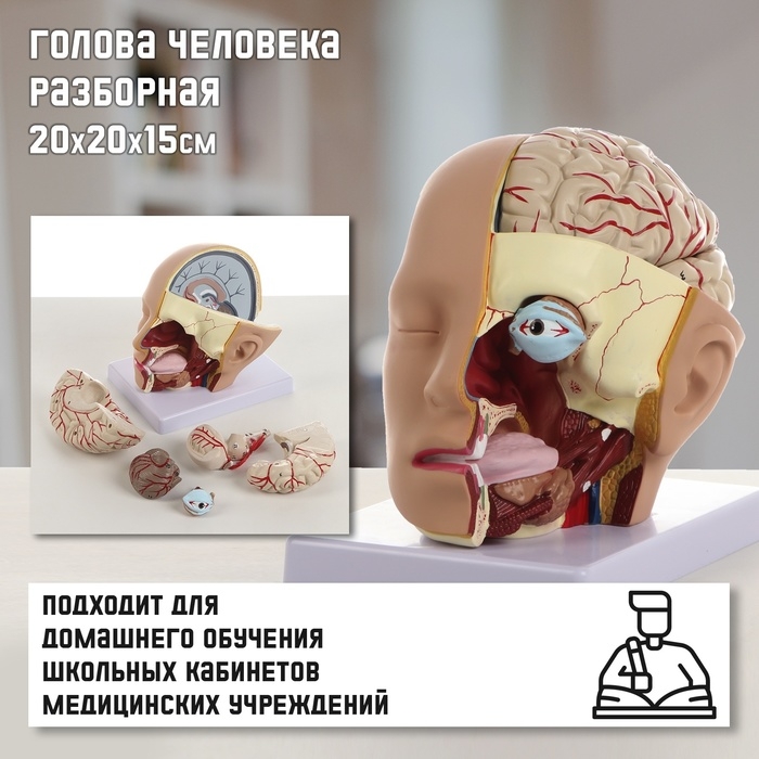 Макет  Макет "Голова человека" разборная, 20х20х15см