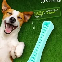 Игрушка-зубочистка для собак Пижон Premium &laquo;Зубастик&raquo;, 18.3&times;3.8 см, цвет мятный