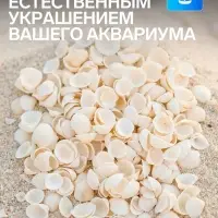 Набор ракушек декоративных 1.5-3 см, 100 г