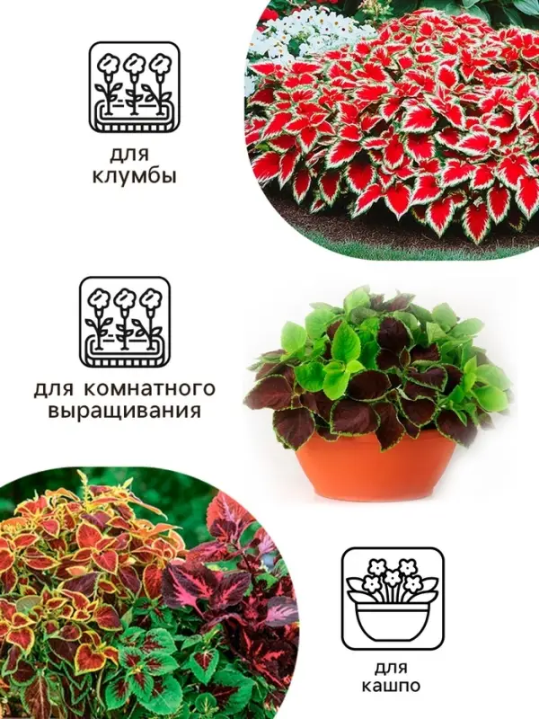 Семена цветов Колеус  Семена цветов Колеус "Оригинальный", ц/п,  смесь,  0,03  г