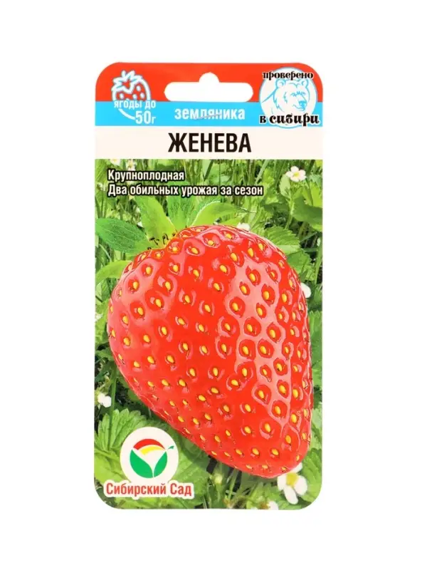 Семена Земляника &laquo;Женева&raquo;, 10 шт., крупноплодная, &laquo;Сибирский сад&raquo;