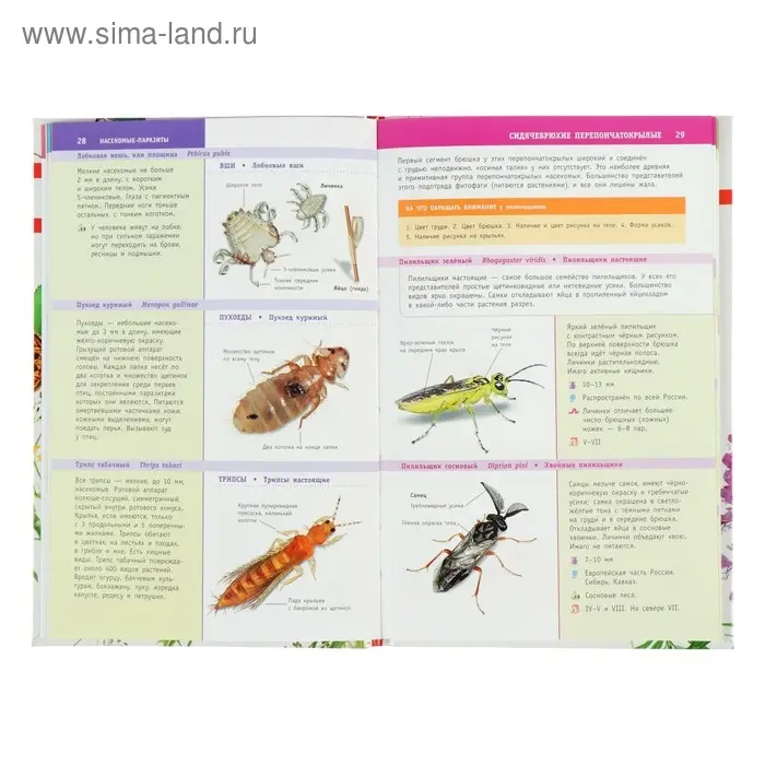 Лучший определитель. Насекомые России Лучший определитель. Насекомые России