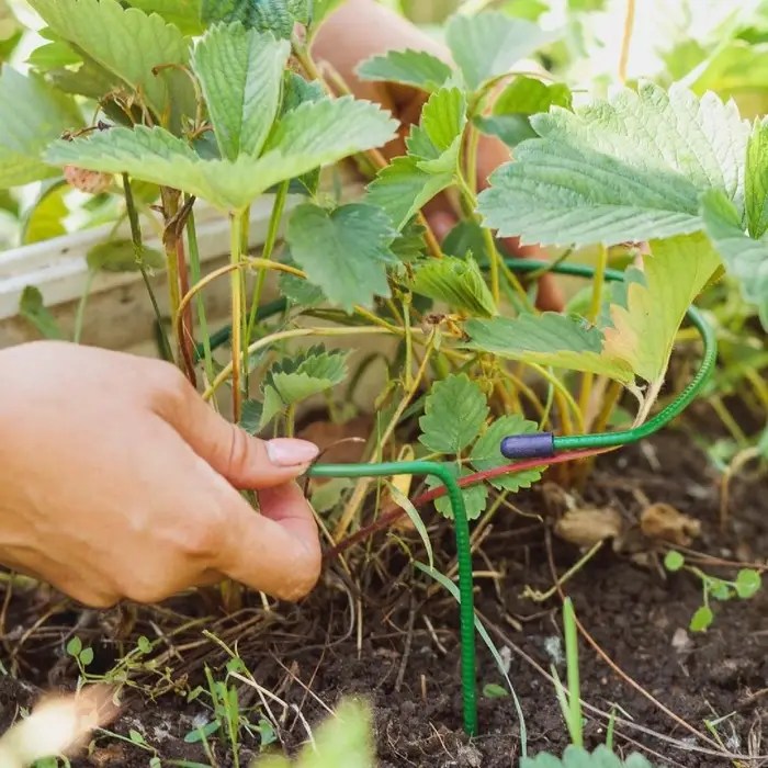 Кустодержатель для клубники, d=15 см, h=25 см, ножка d=0.3 см, металл, зелёный, Greengo Кустодержатель для клубники, d=15 см, h=25 см, ножка d=0.3 см, металл, зелёный, Greengo