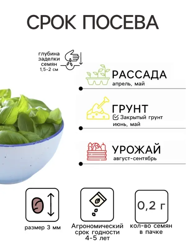 Семена Базилик овощной &laquo;Крупнолистный сладкий&raquo;, 0.2 г, &laquo;Аэлита&raquo;