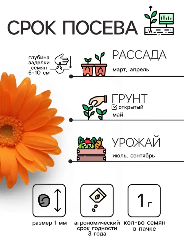 Семена цветов Календула &laquo;Радио&raquo;, 0.3 г, &laquo;Рецепты дедушки Никиты&raquo;