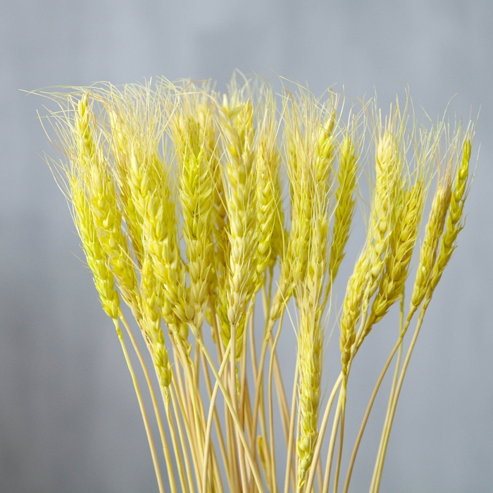 Сухой колос пшеницы, набор 50 шт., цвет жёлтый Сухой колос пшеницы, набор 50 шт., цвет жёлтый