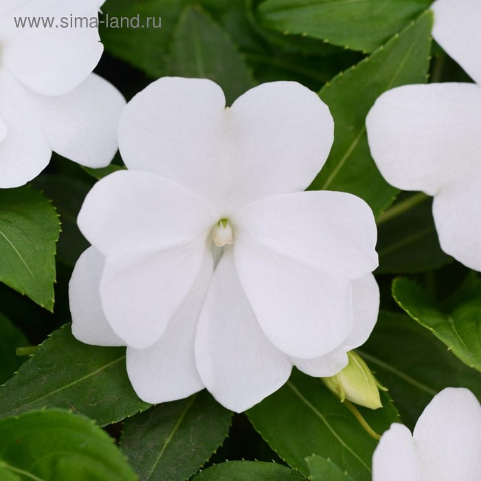 Семена цветов Бальзамин Хокера Дивайн Вайт 100 шт Семена цветов Бальзамин Хокера Дивайн Вайт 100 шт