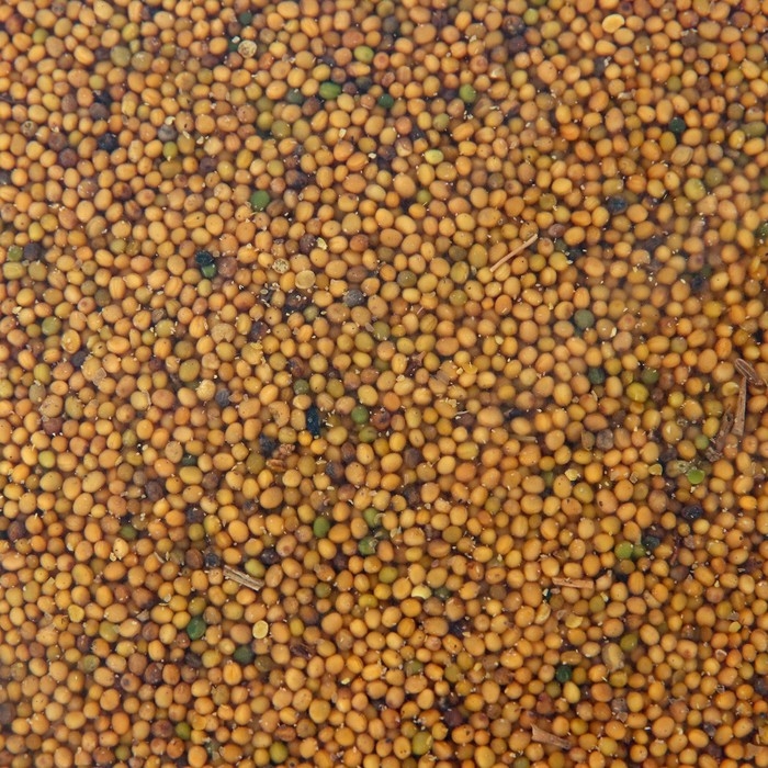 Семена Горчица белая Семена Горчица белая "Рецепты дедушки Никиты", 1 кг