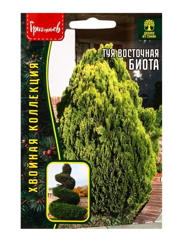 Семена Туя восточная &laquo;Биота&raquo;, 30 шт., &laquo;Григорьев&raquo;