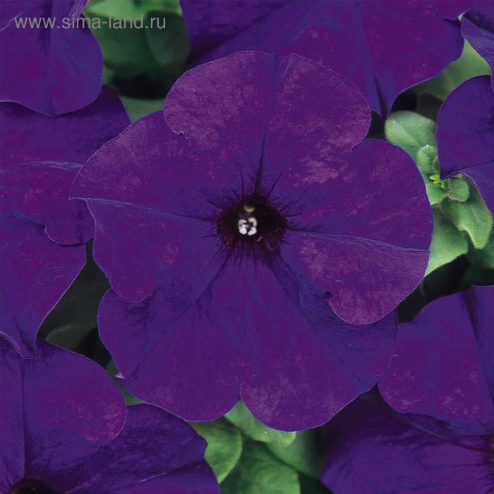 Семена цветов Петуния Дримс Миднайт 1000 шт Семена цветов Петуния Дримс Миднайт 1000 шт