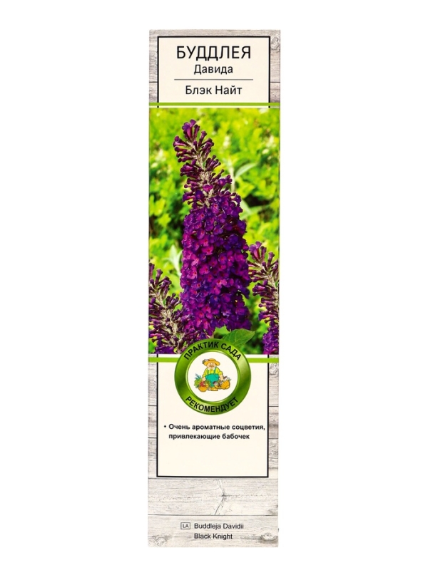 Буддлея Давида «Блэк Найт», саженец, туба, 1 шт. Буддлея Давида «Блэк Найт», саженец, туба, 1 шт.